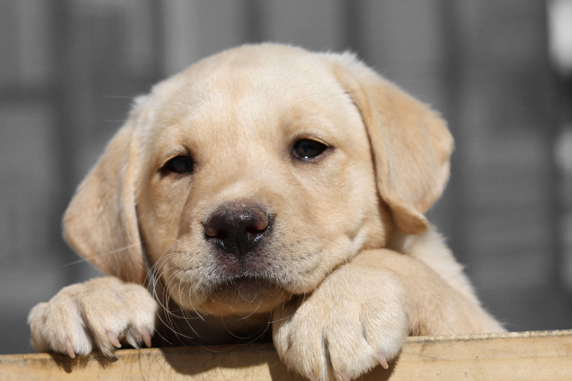 Top Labrador Wallpaper Full HD 4k To Use