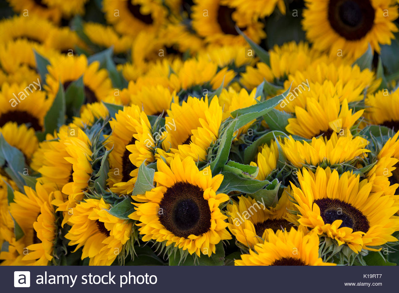 Sunflowers Background Stock Photo