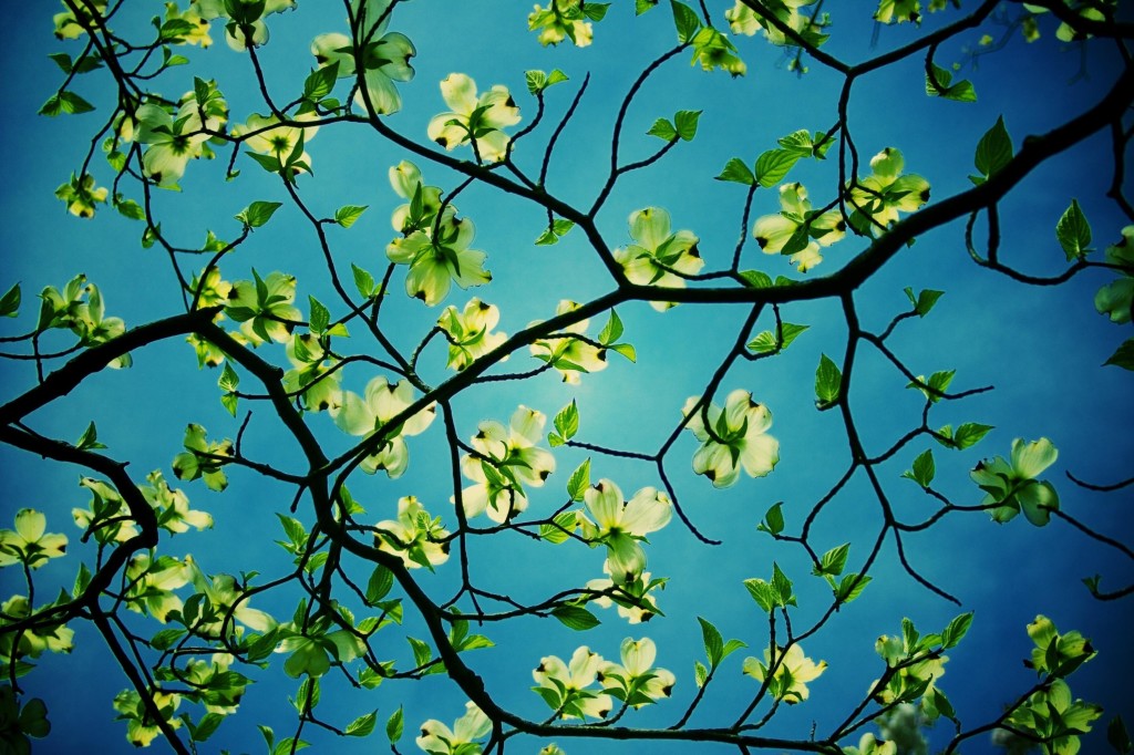 Dogwood Tree Desktop HD Flower Wallpaper