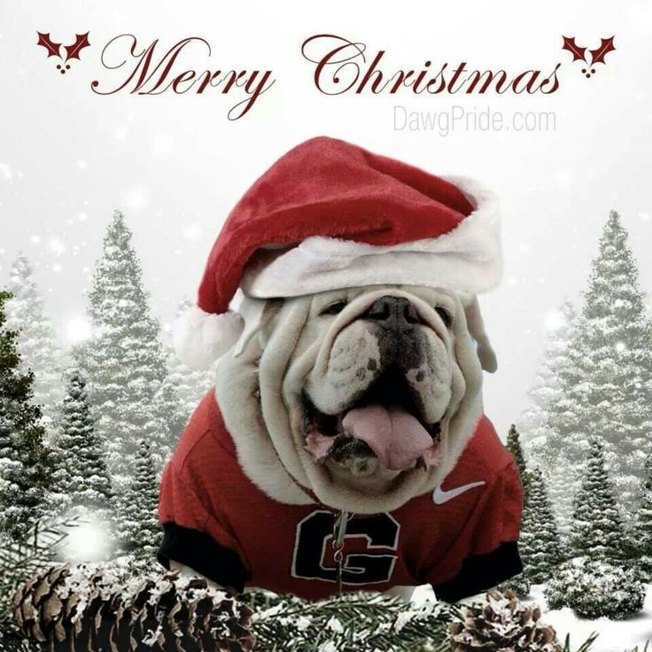 Merry Christmas Bulldog Image Pictures Becuo