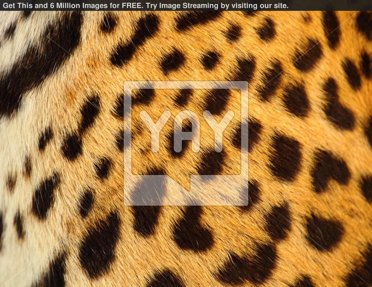 Leopard Skin Cats Wallpaper