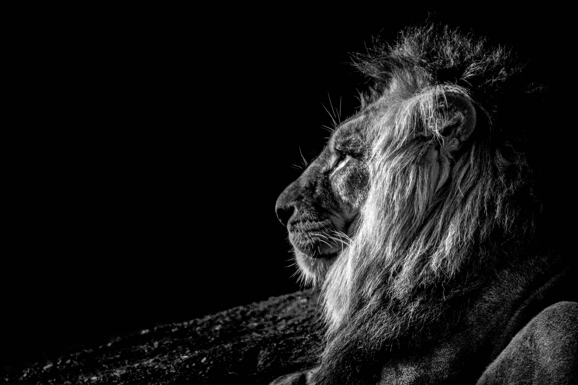 Black And White Lion Desktop Gxti2i4klojctthp Wallpaper