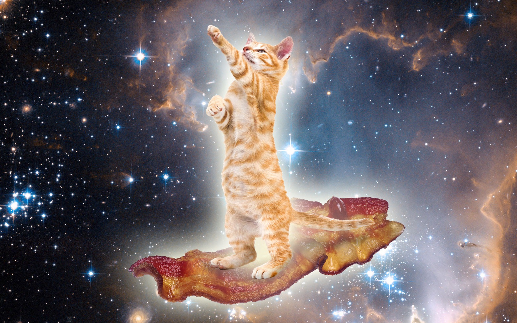 Space Bacon Kitty The Skinny On Cats