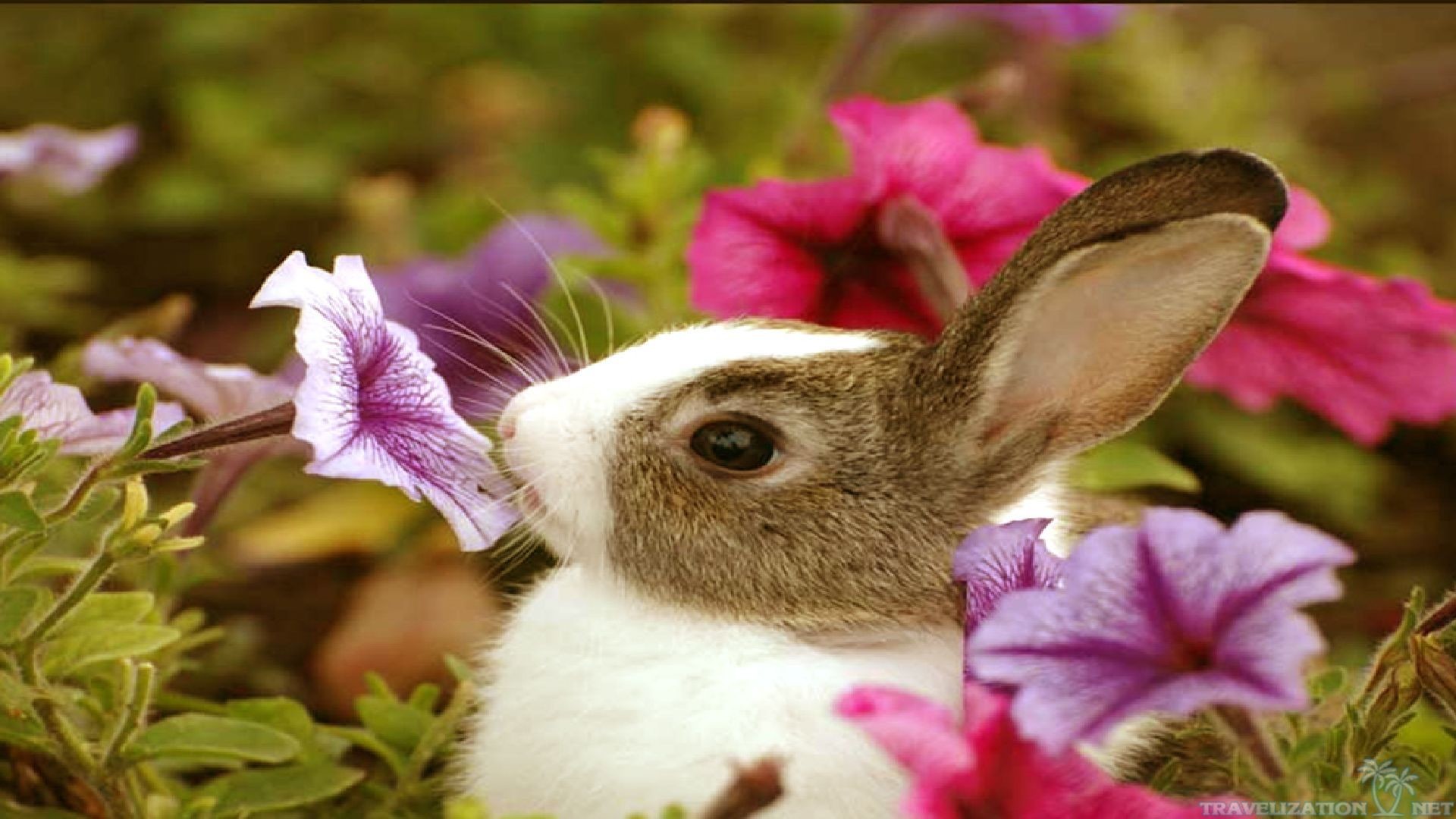 A cute baby bunny rabbit sniffing a purple petunia flower in a garden