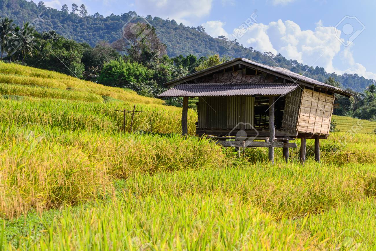 Cottage In Middle Of Rice Field With Mountain Background At Ban