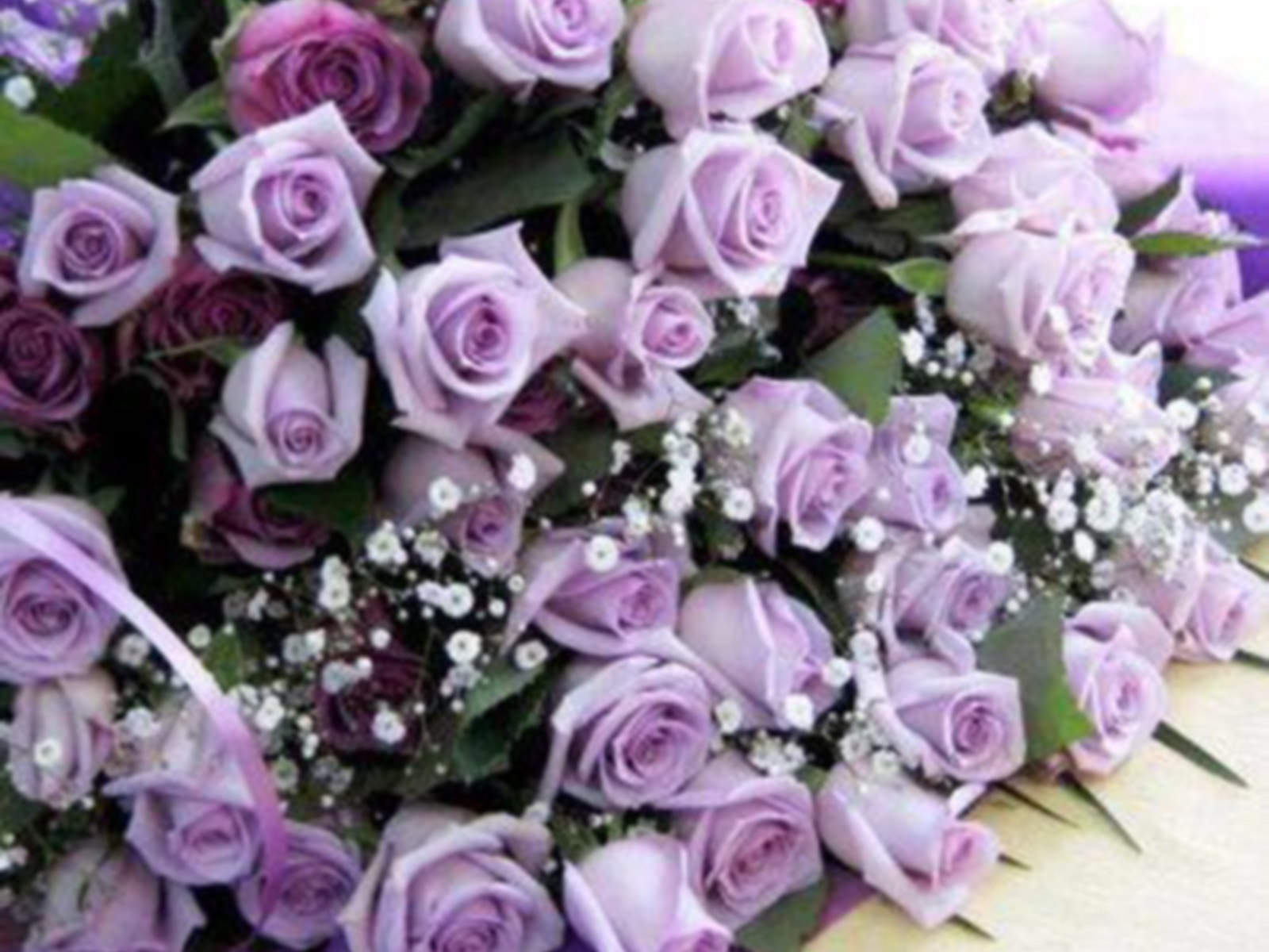 Flowers Purple Roses High Quality Background Pictures