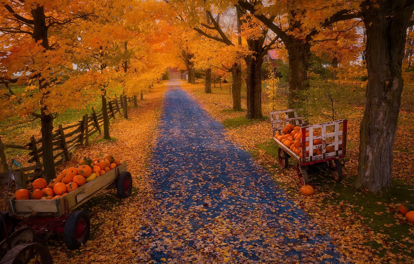  20 Autumn Pumpkins Wallpapers WallpaperSafari