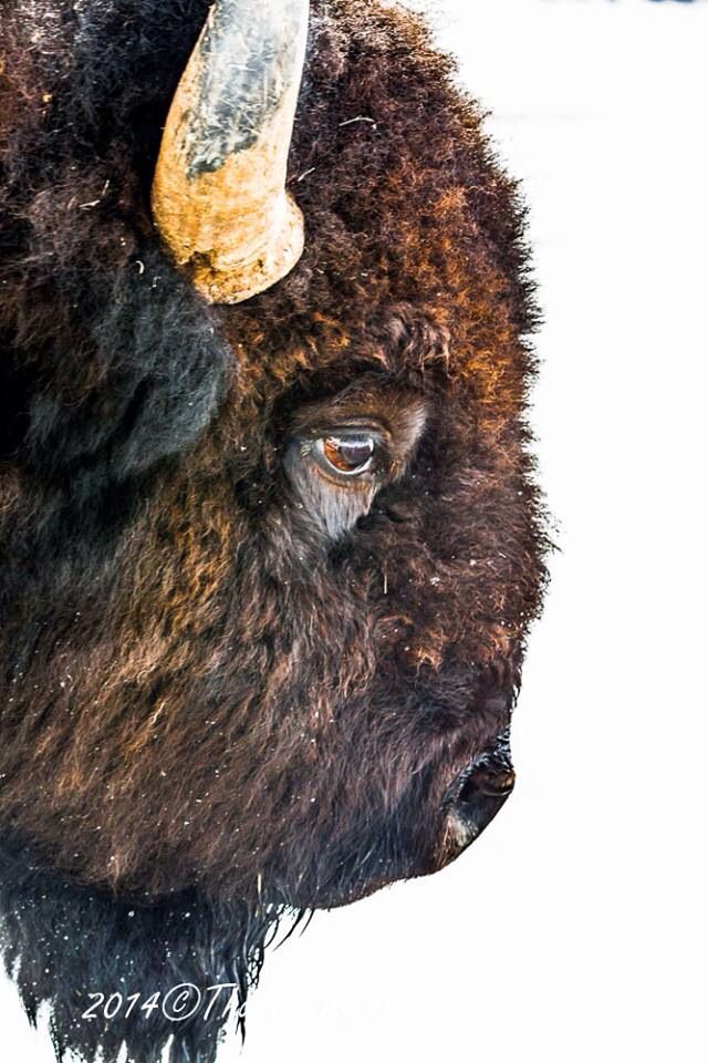 Buffalo In Winter Ipad Wallpaper