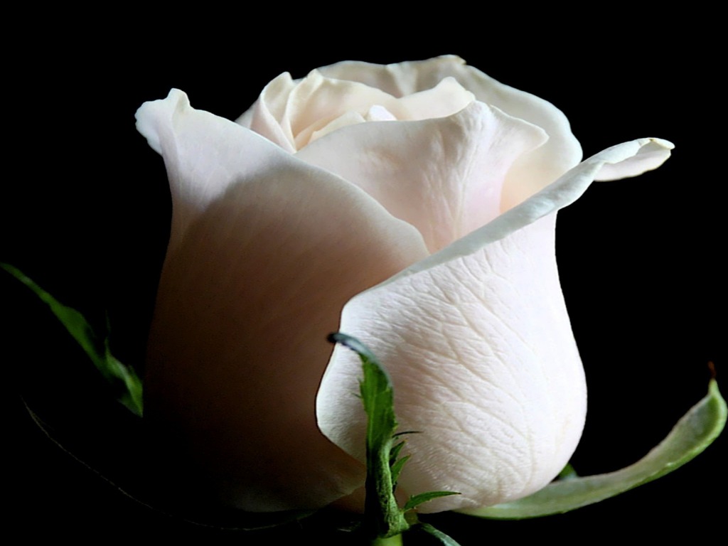 White Rose Wallpapers HD Pictures Flowers One HD Wallpaper