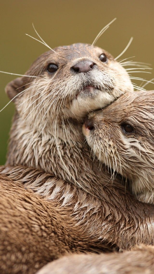 Free download Cute Otter Quotes QuotesGram [640x1136] for your Desktop