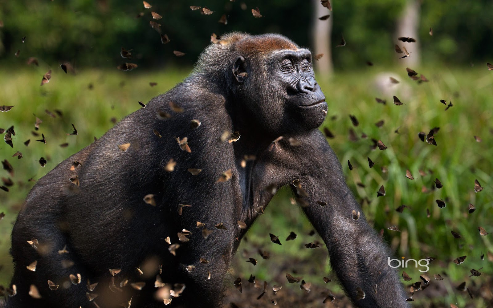Western Lowland Gorilla Female In A Cloud Of Butterflies Anup Shah