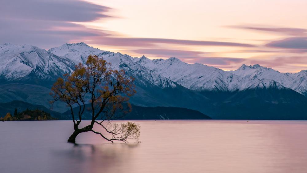 Lone Tree In The Middle Of Lake Wanaka Wallpaper Backiee