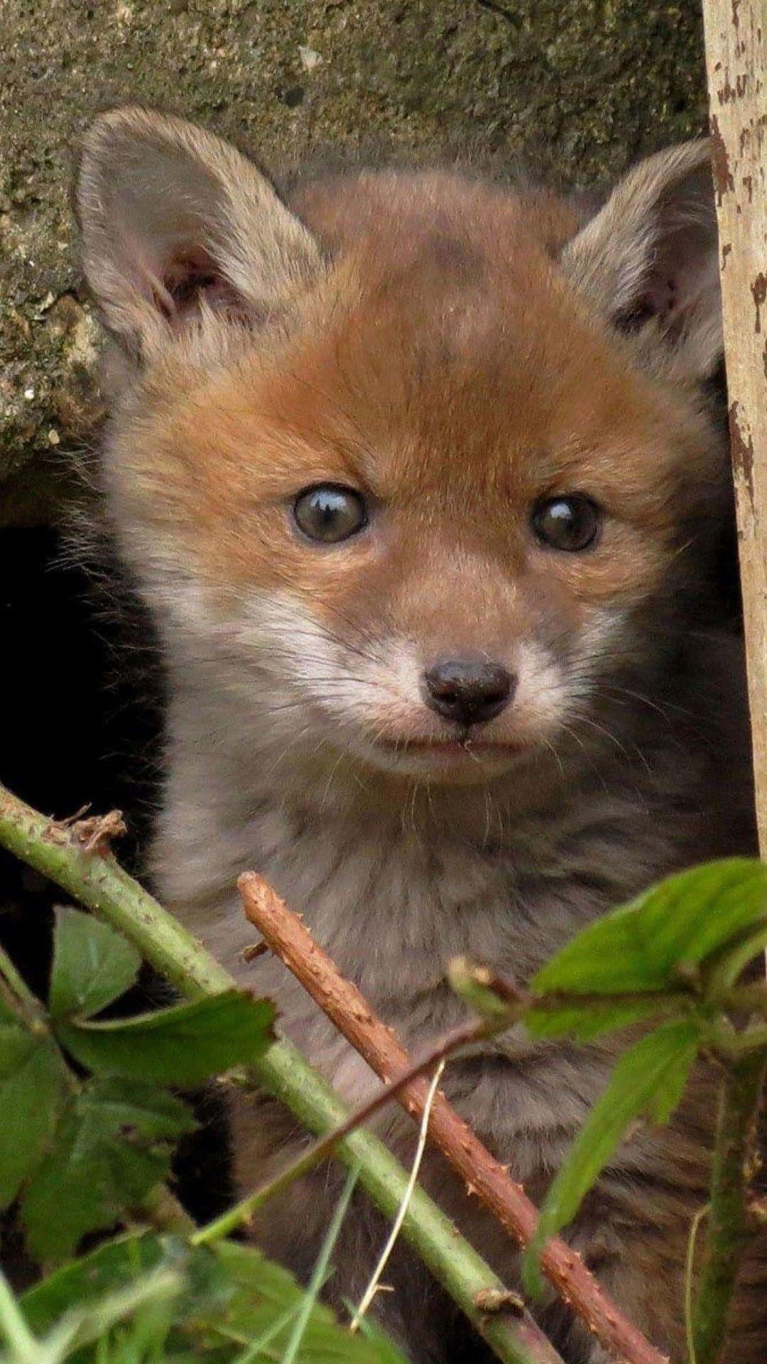 Cute Animal iPhone Wallpaper