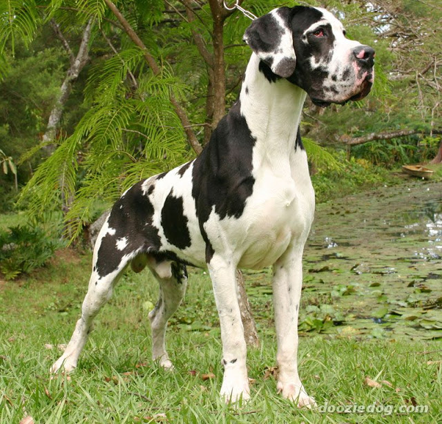 Great Dane dogs and puppies Great Dane wallpaper