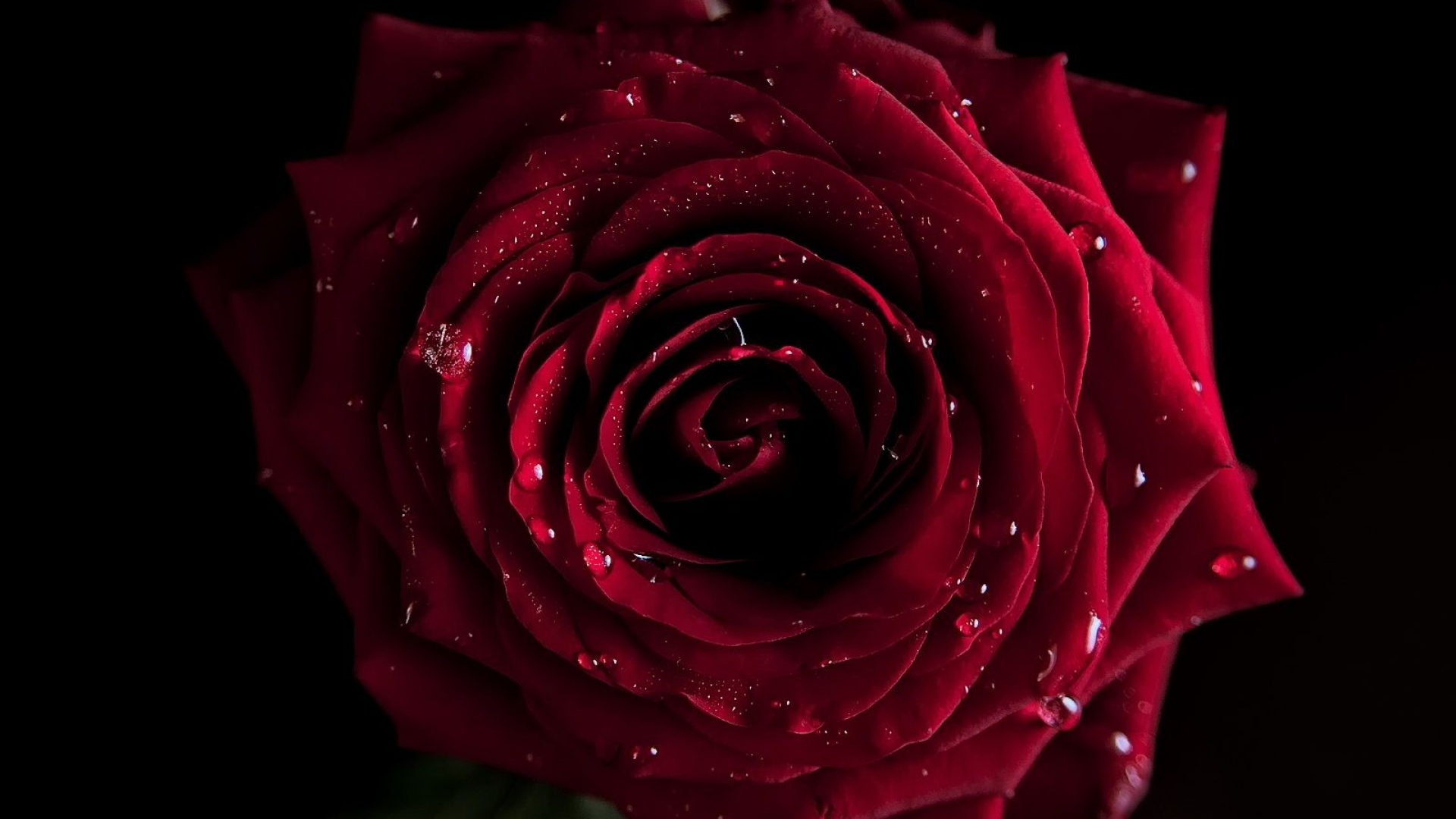 Red Rose Wallpaper Pictures Image