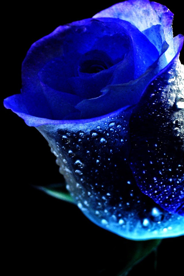 dark blue flower wallpaper