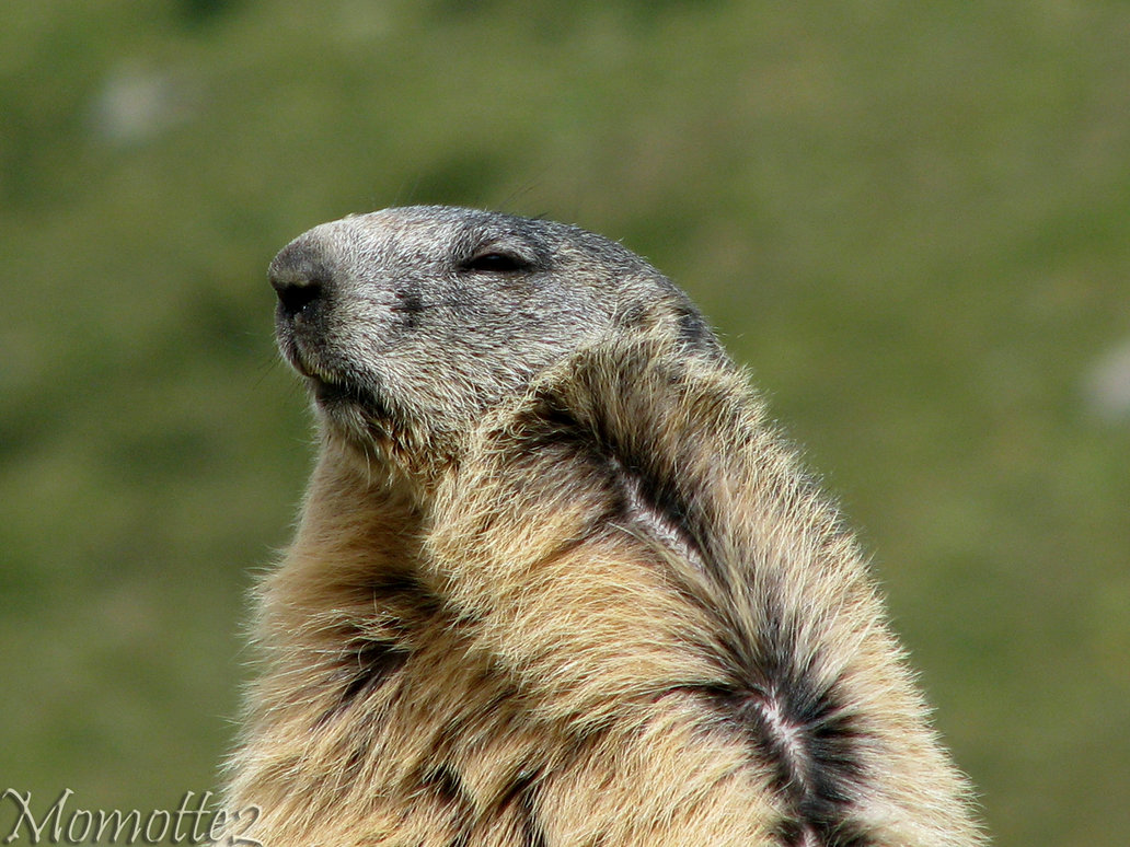 Groundhog Day 2012 in the wind by Momotte2 on
