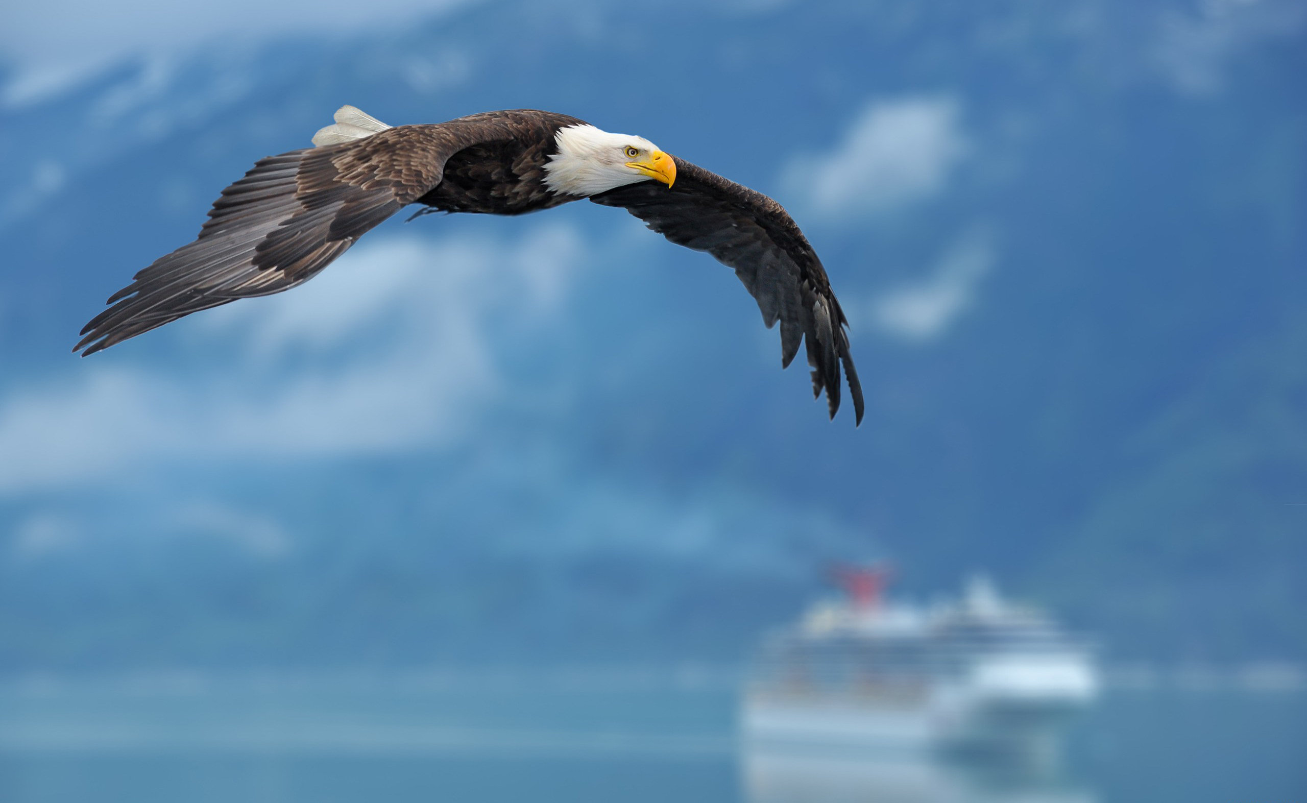 Browse High Resolution Collection Of Bald Eagle Desktop Wallpaper For