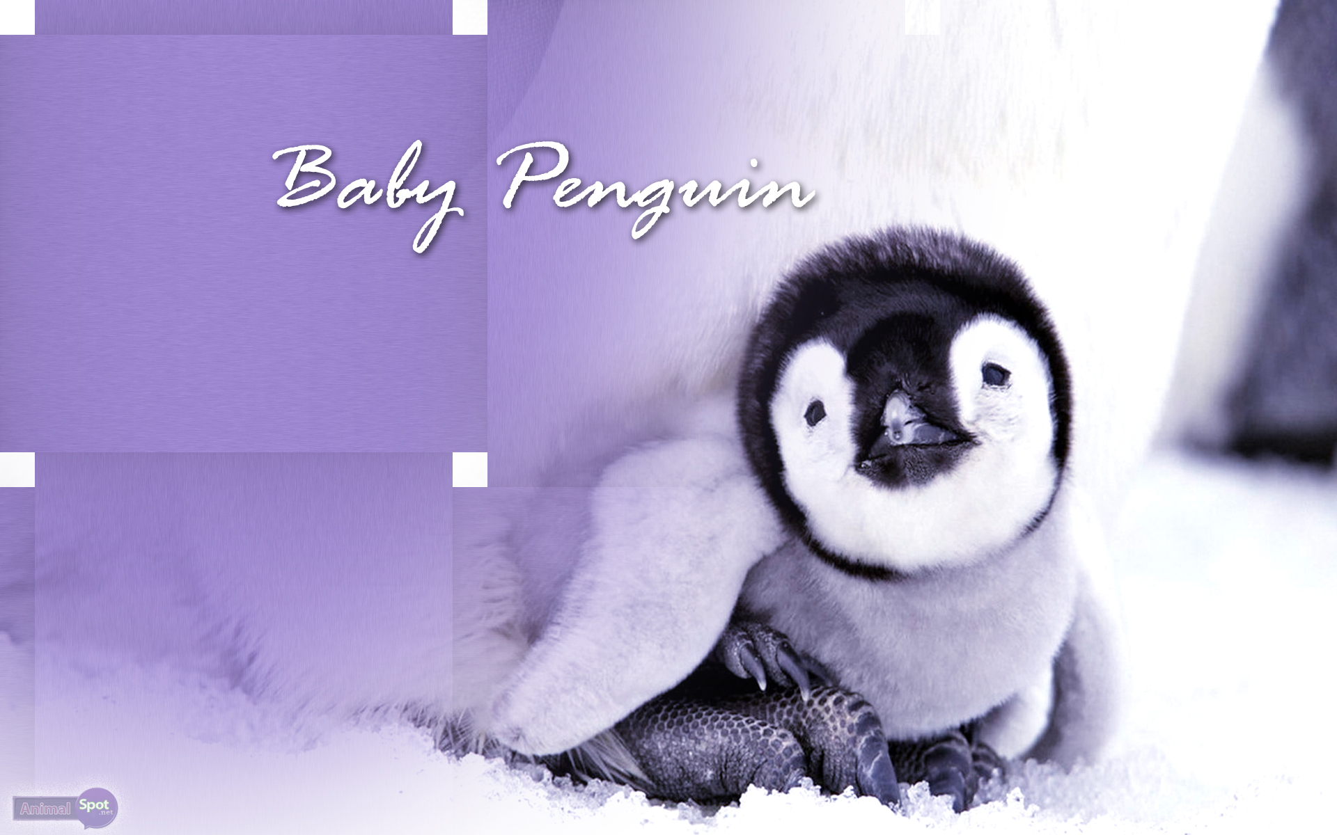 Baby Penguin Wallpaper Club