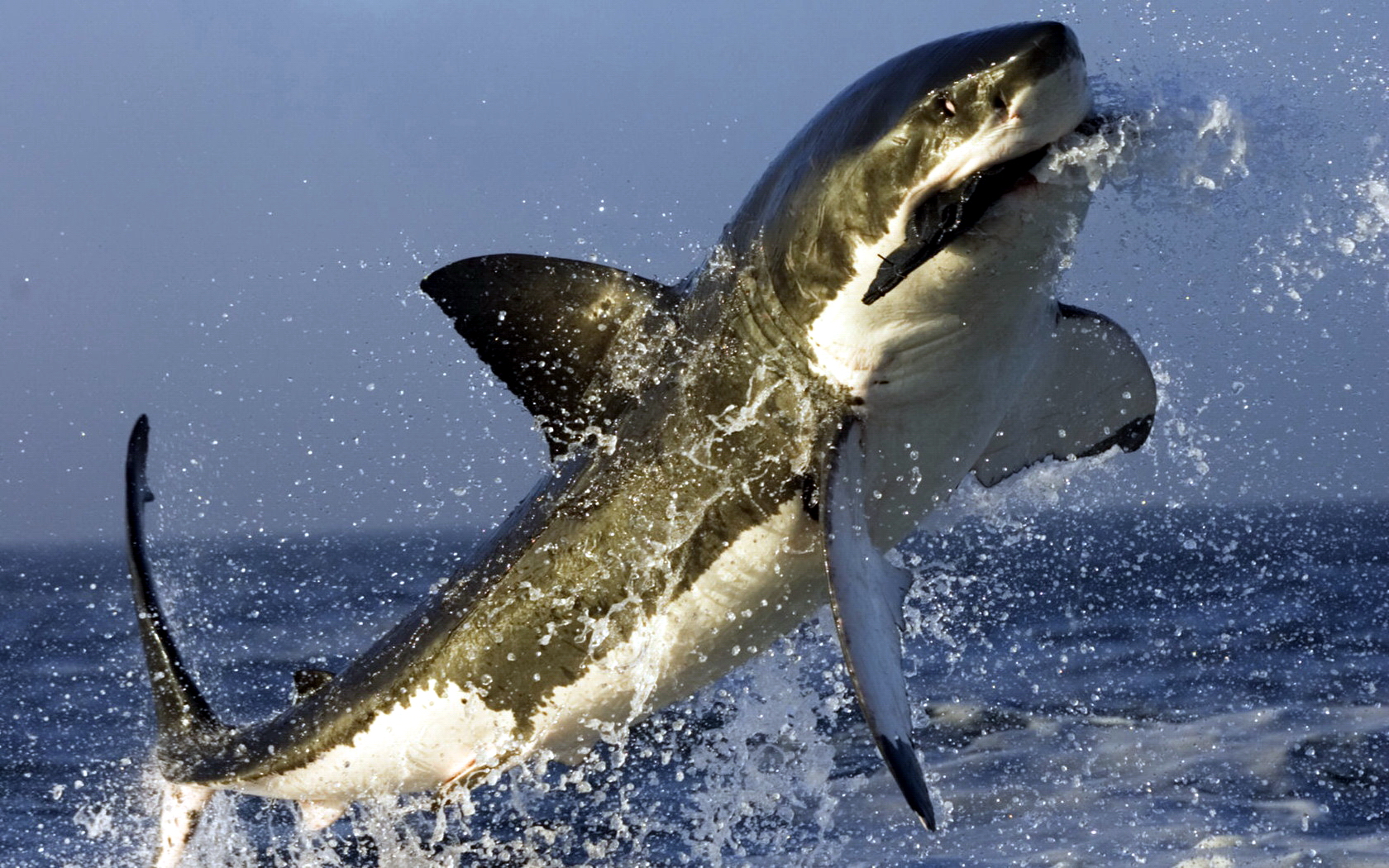 Sharks HD Wallpaper