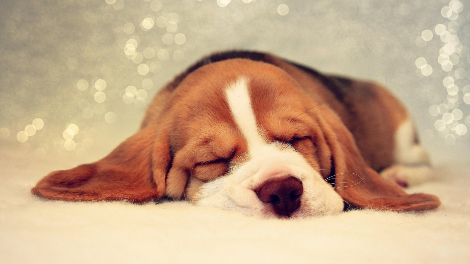 Beagle Dog Desktop Wallpaper