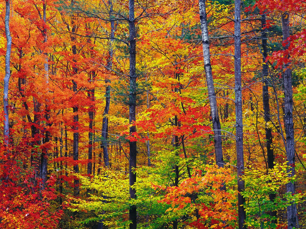 America the Beautiful in Autumn Peak Fall Foliage Dates for 48 States