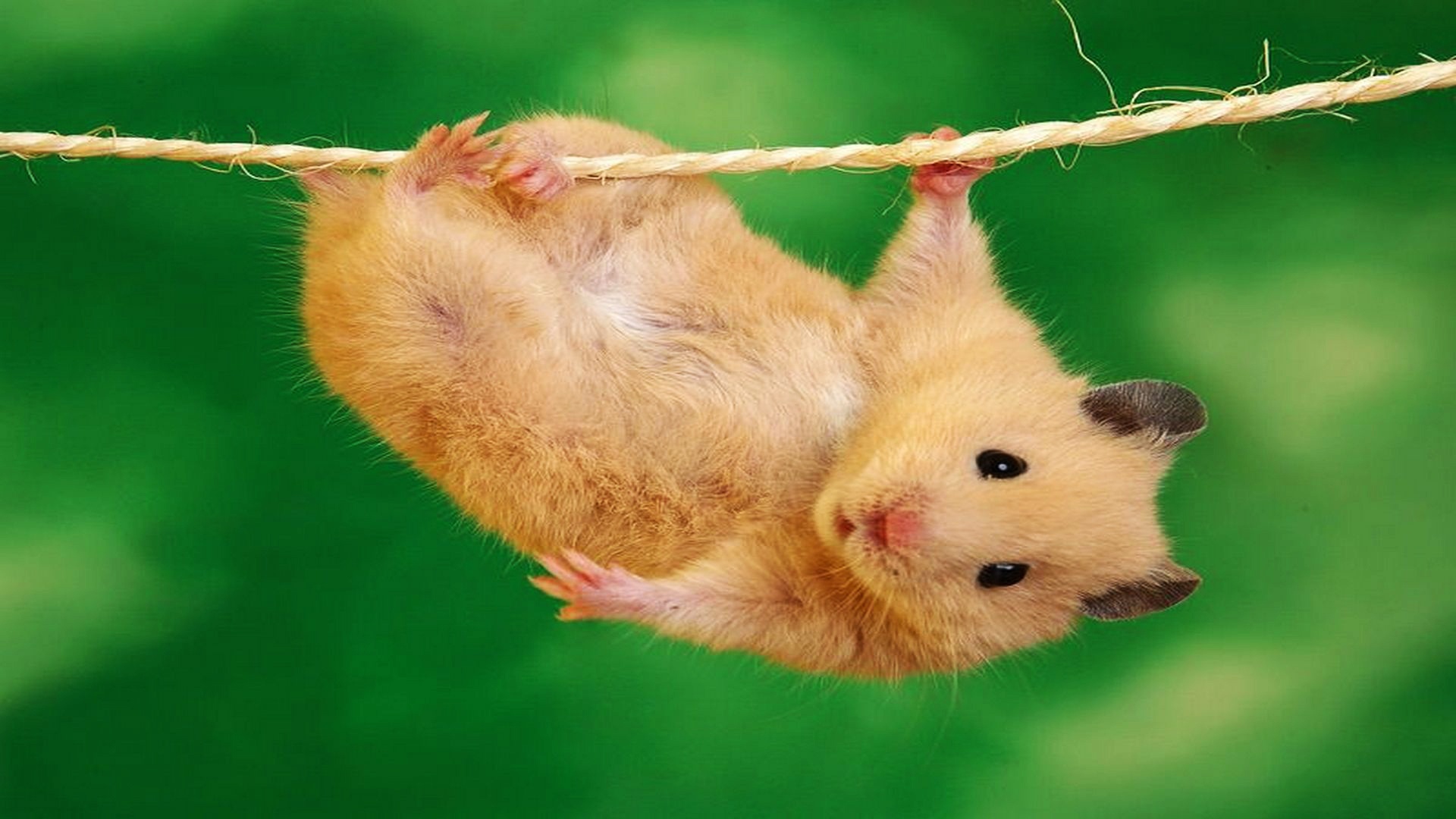 Hamster Desktop Background Wallpaper