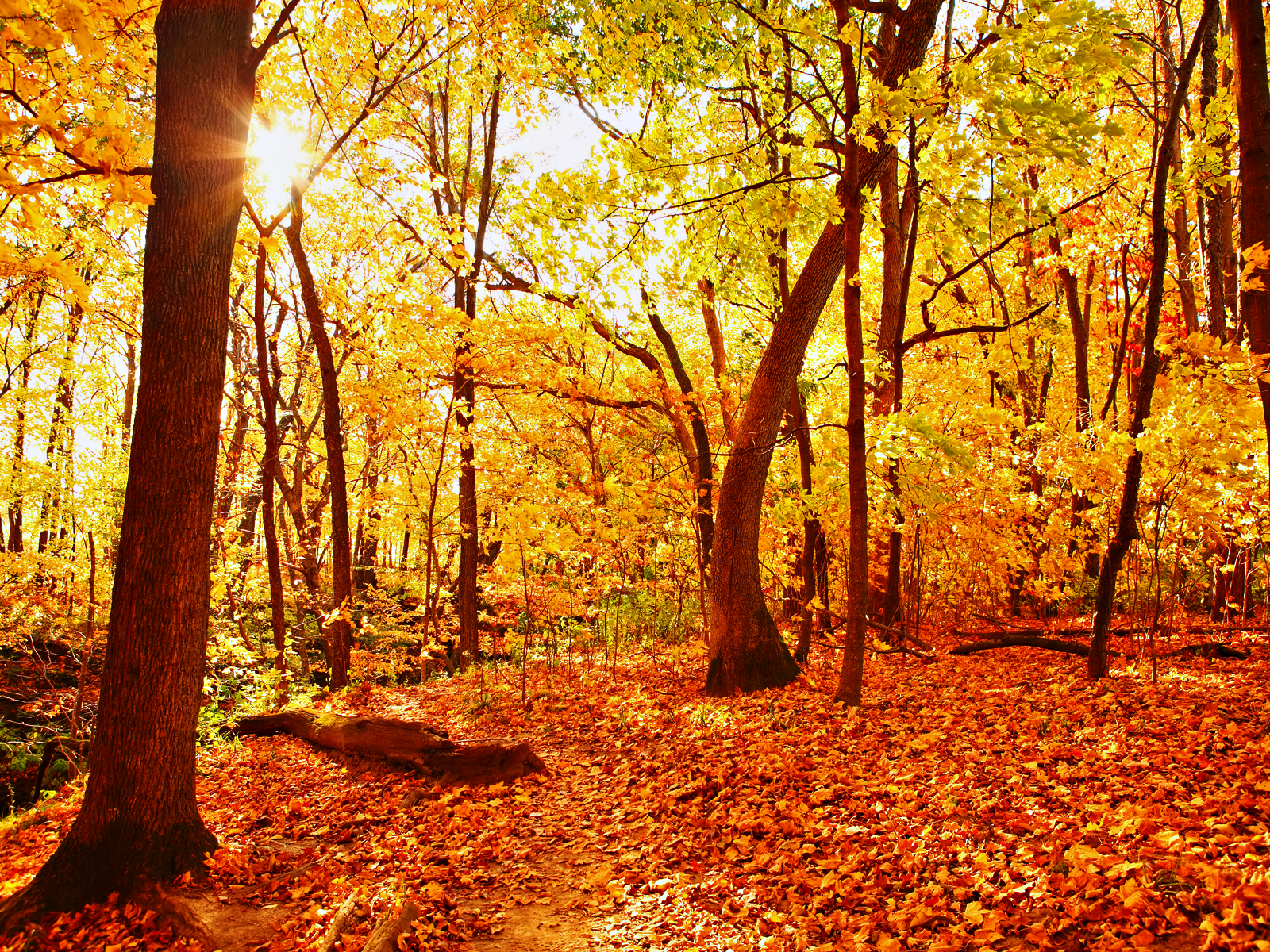 Autumn Wallpaper Pictures Image