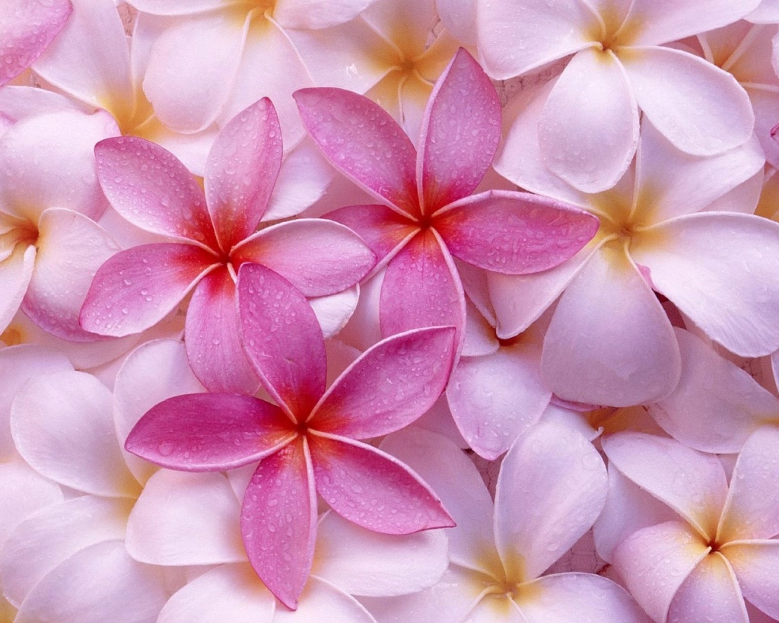 Pink Spring Flowers Wallpapers   8723 1600x1279