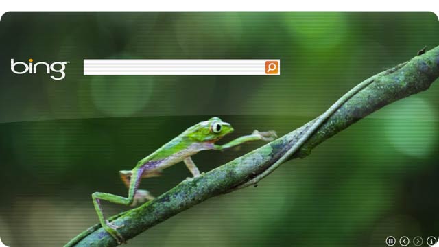 Bing Unveils First HTML5 Video Background Featuring a Frog Gizmodo