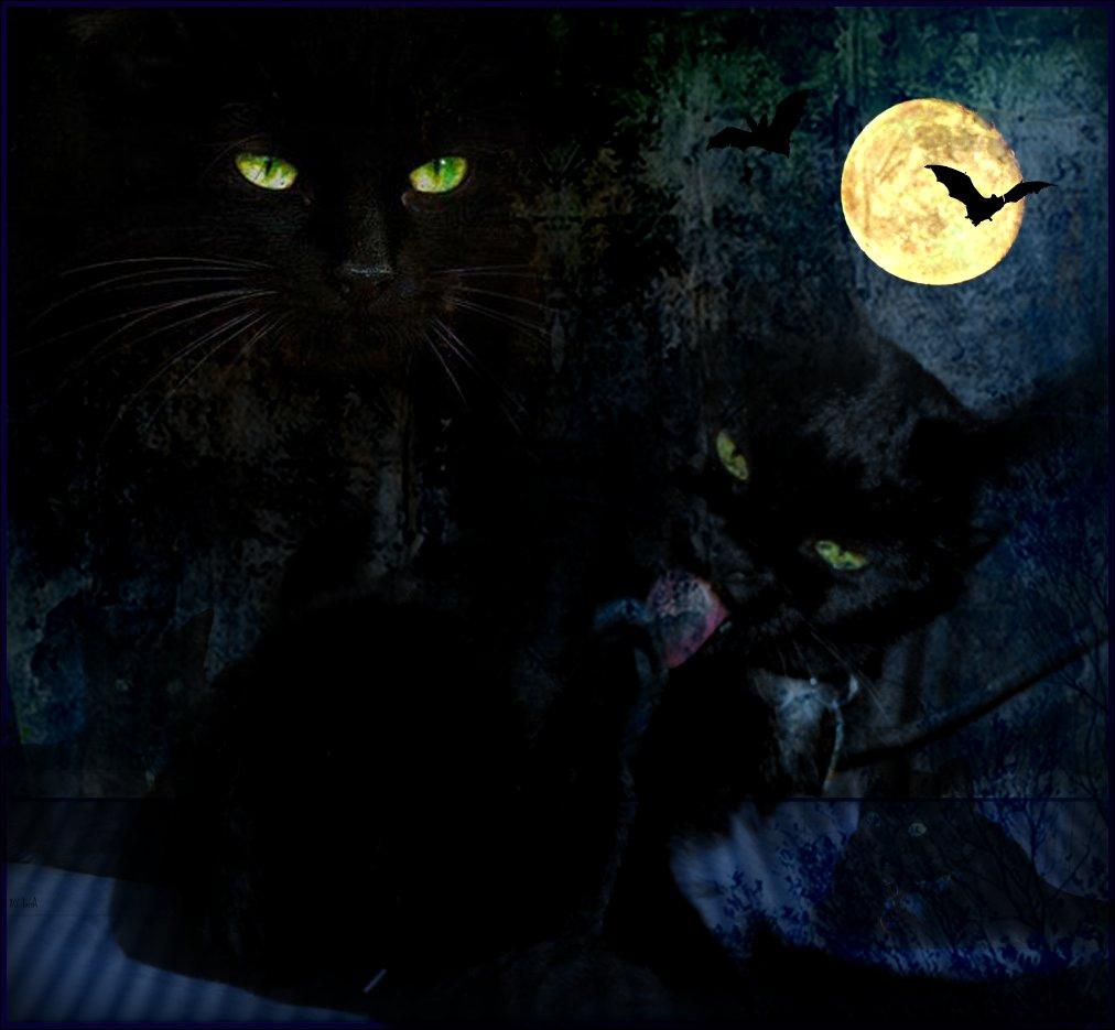 Halloween Cats Wallpaper HD