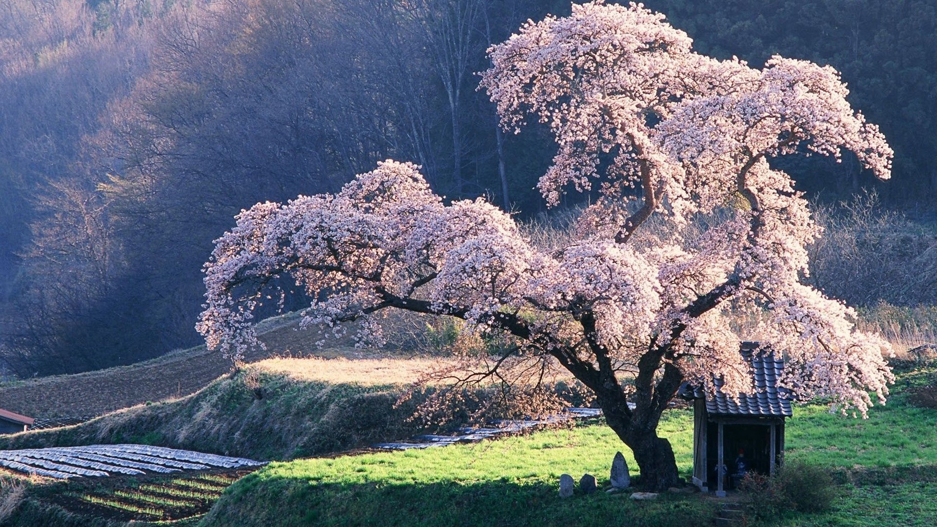 Pink Cherry Blossom Tree HD Japanese Wallpaper