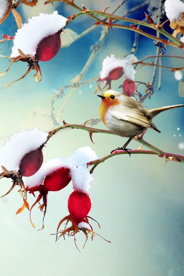 Winter Flowers And Birds iPhone Wallpaper S 3g