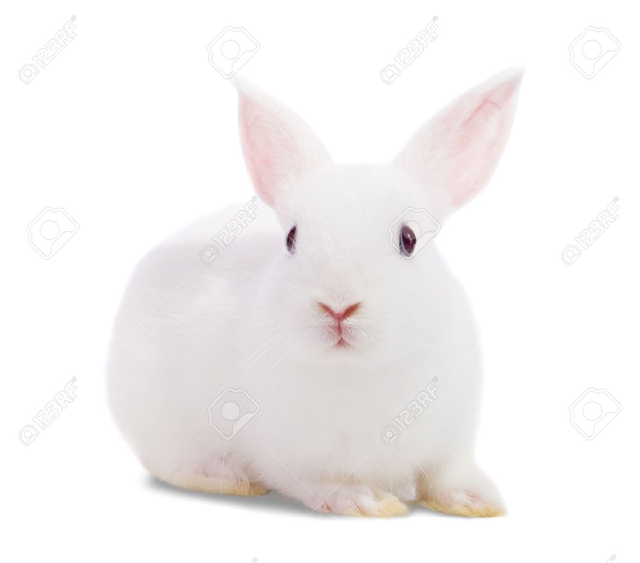 Funmozar White Rabbit Going To Hanoi