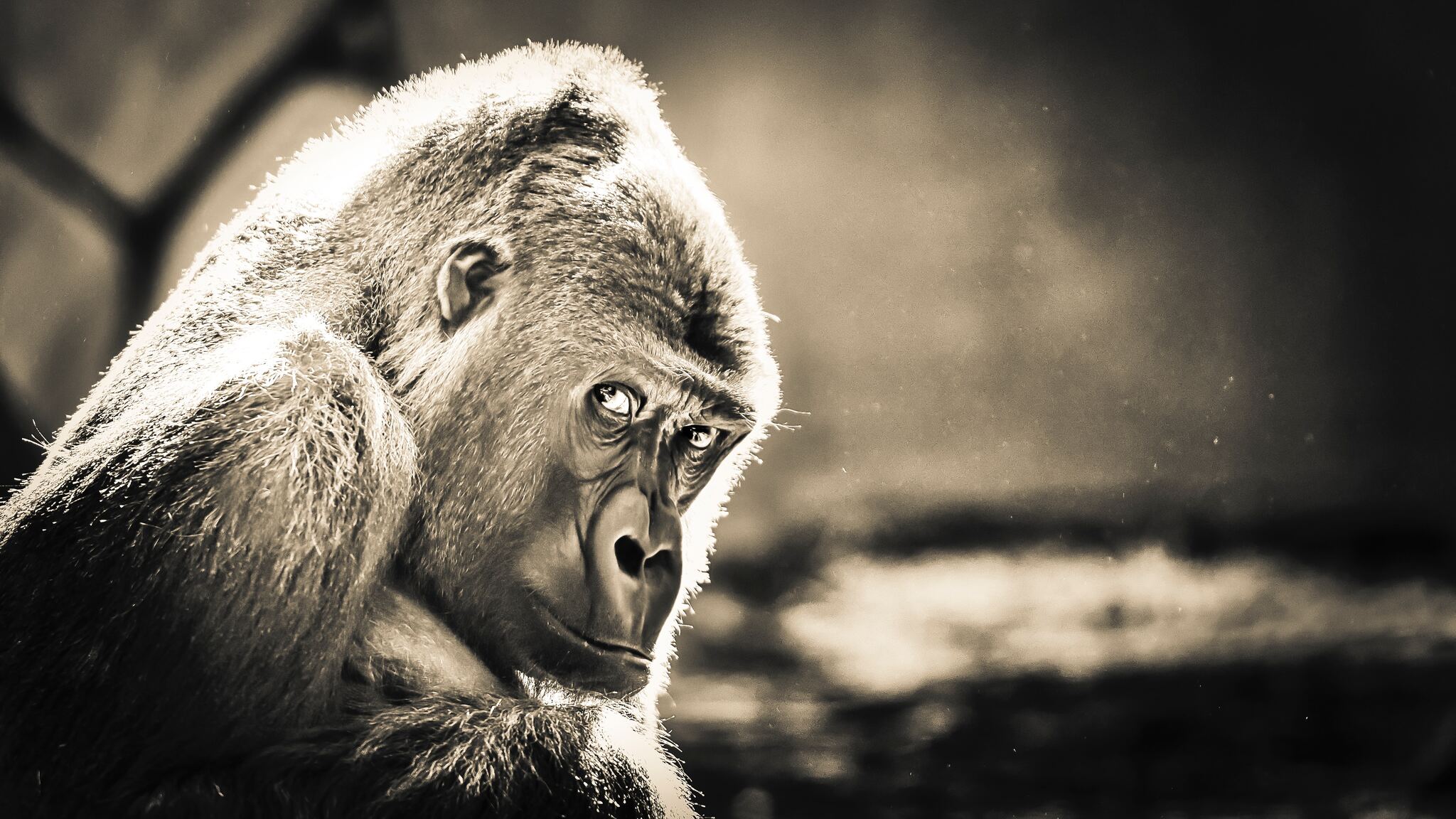 Close-up portrait of a thoughtful gorilla in sepia tones