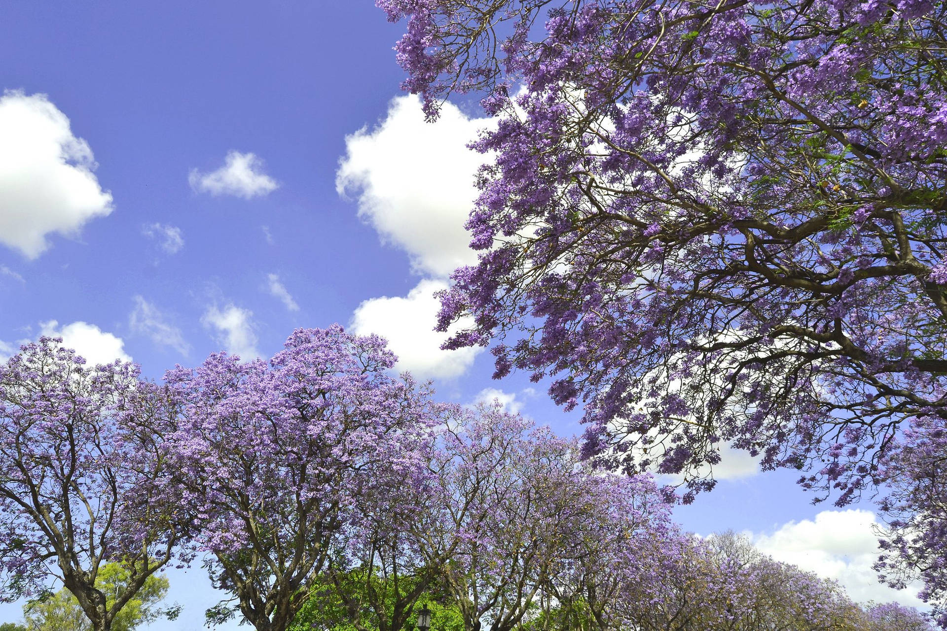 Purple Tree Wallpaper