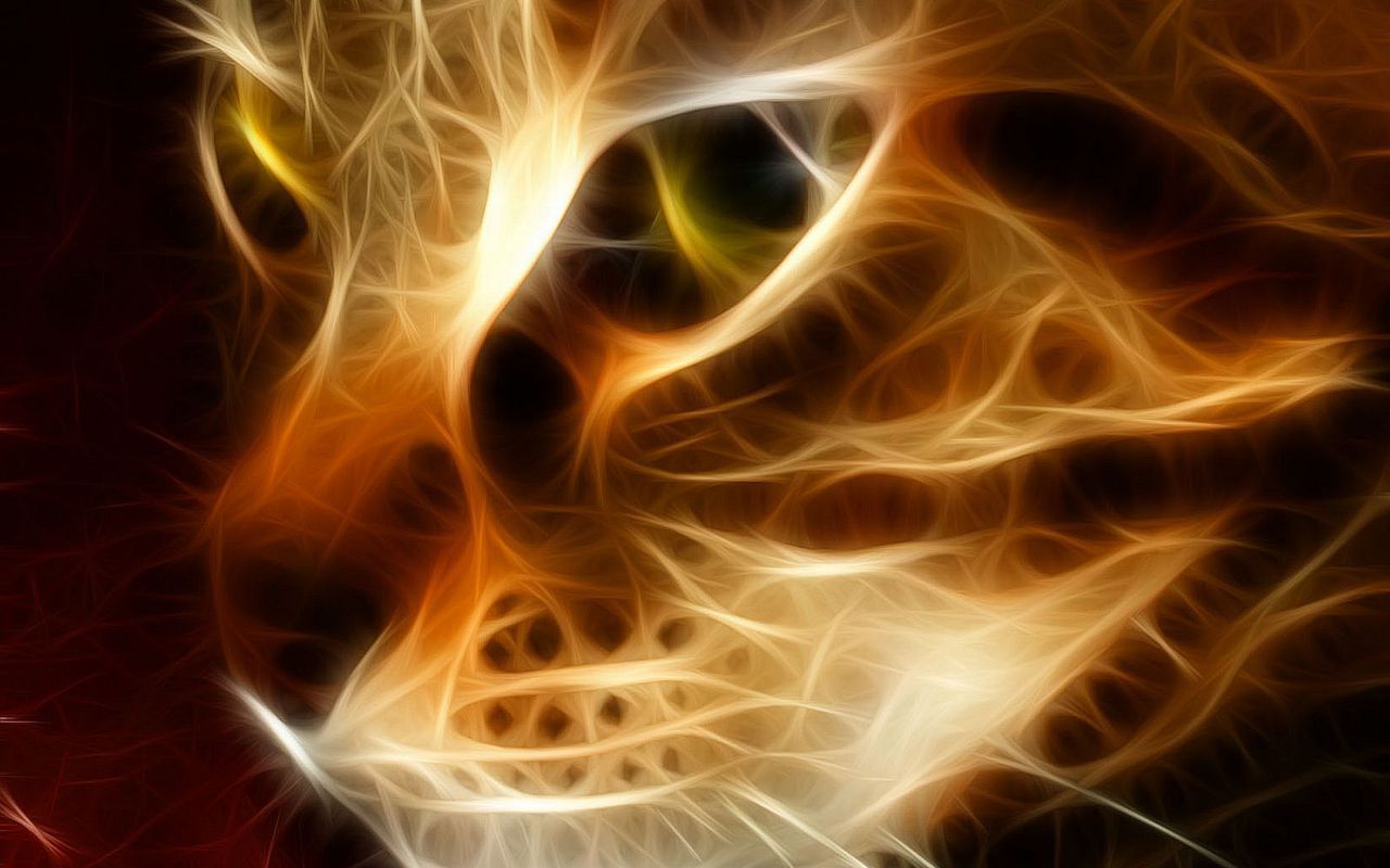Beautiful Fire Cat HD Wallpaper Animals