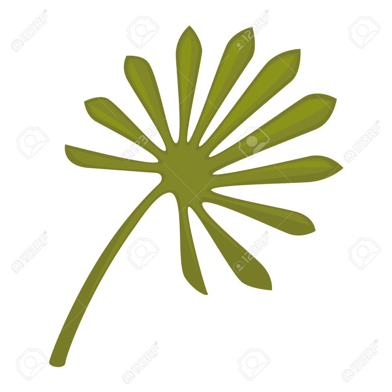 Saw Palmetto Leaf Isolated On White Background Big Green Plant