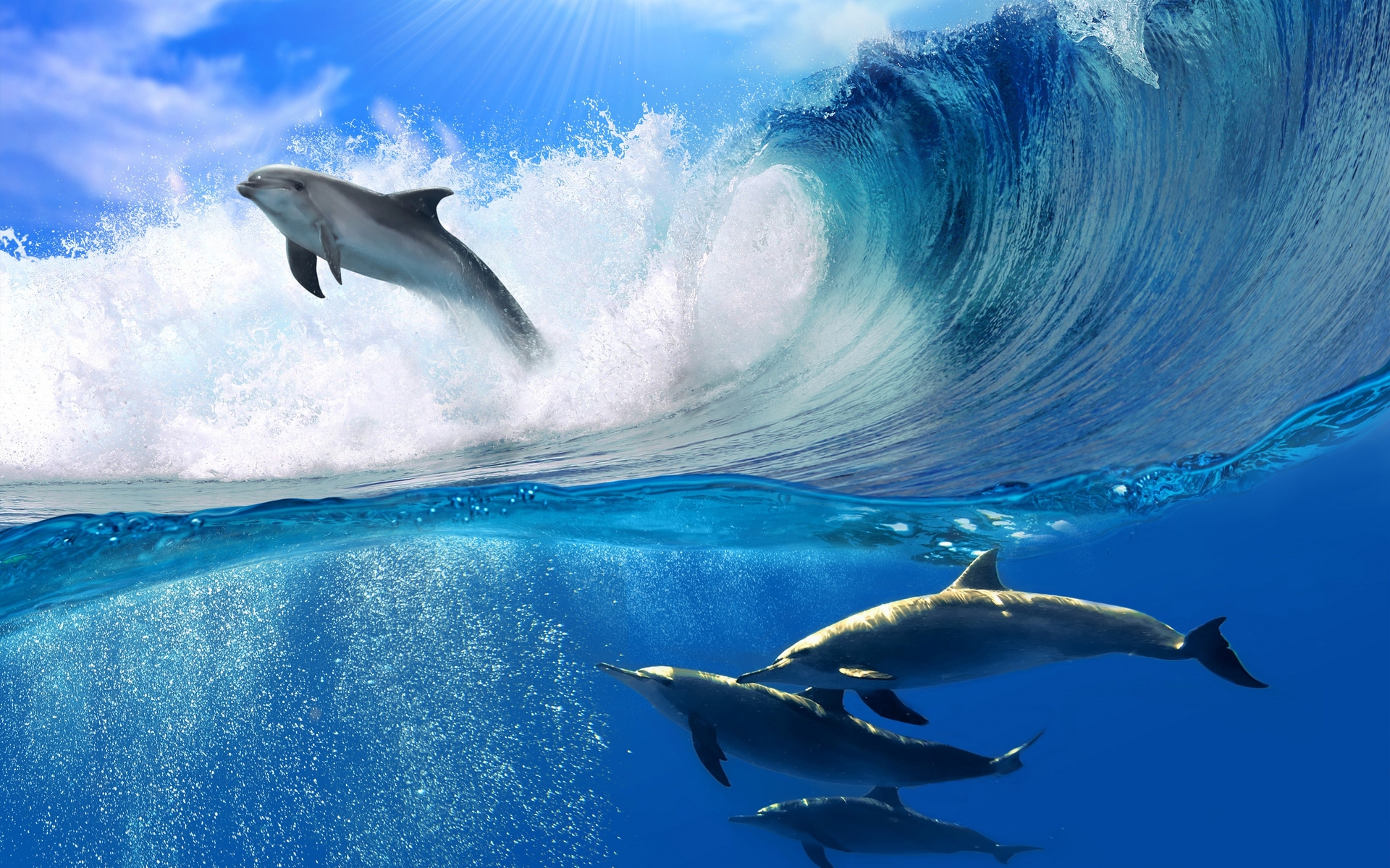 Playing Dolphins Desktop Wallpaper