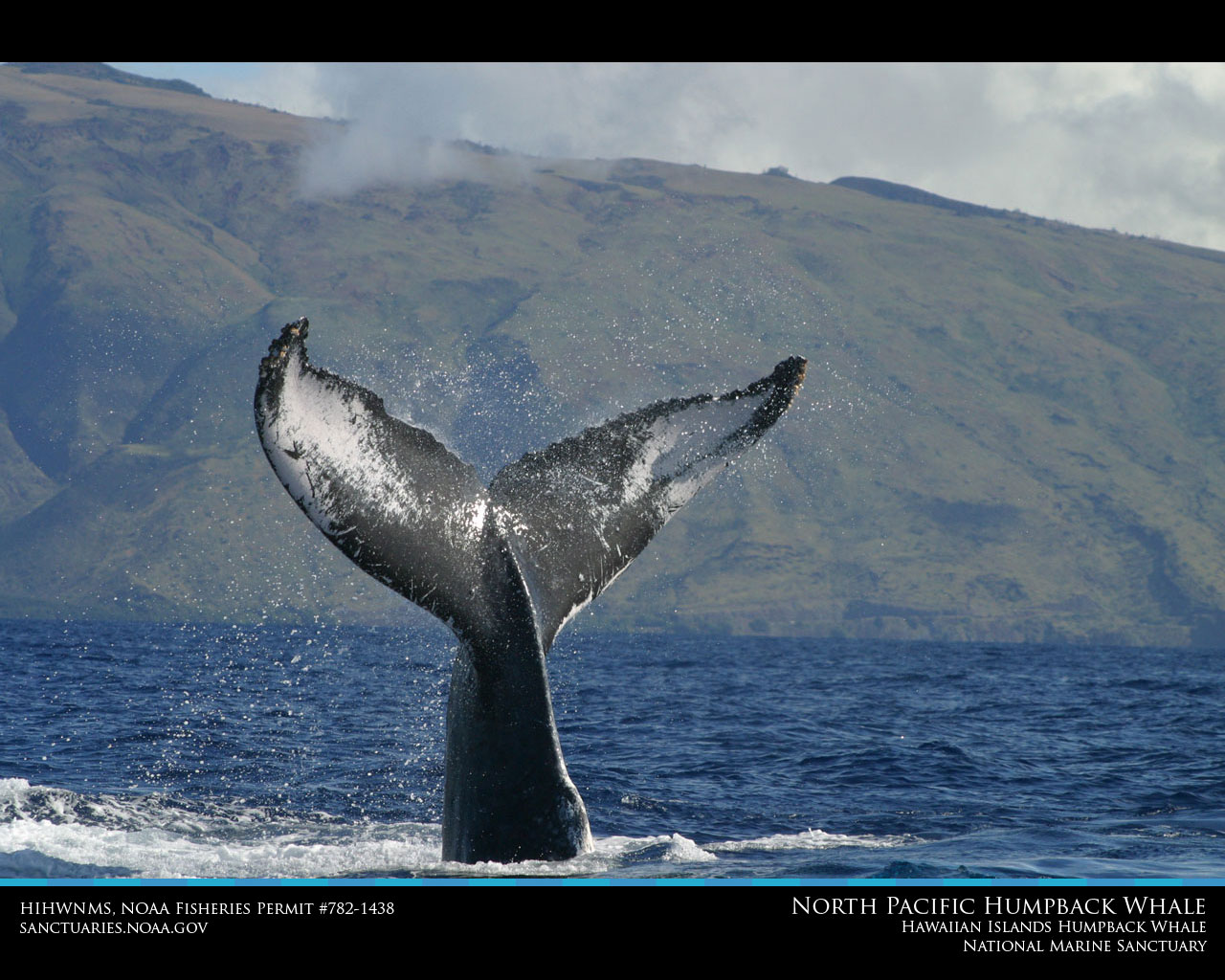 Humpback Whale Wallpaper High Definition