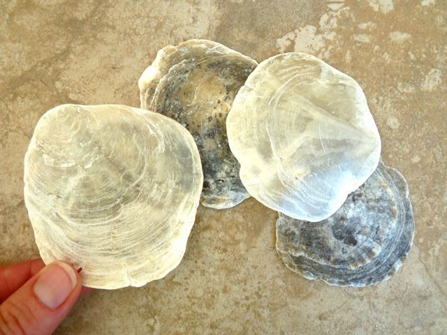 Capiz Shells By The Seashore