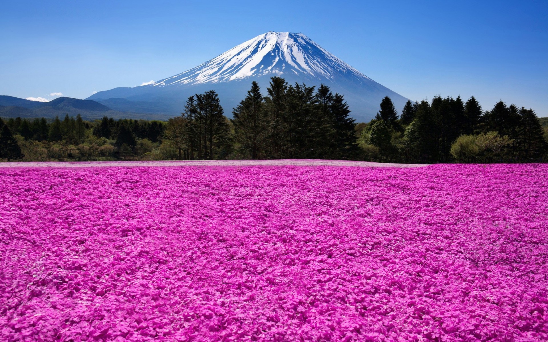 Field Of Pink Flowers On A Mount Fuji In Japan Wallpaper
