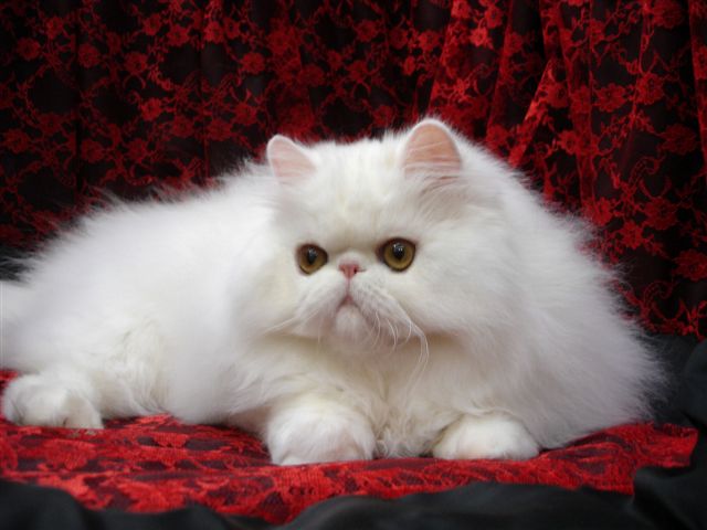 Posh Persian Cat Photo And Wallpaper Beautiful