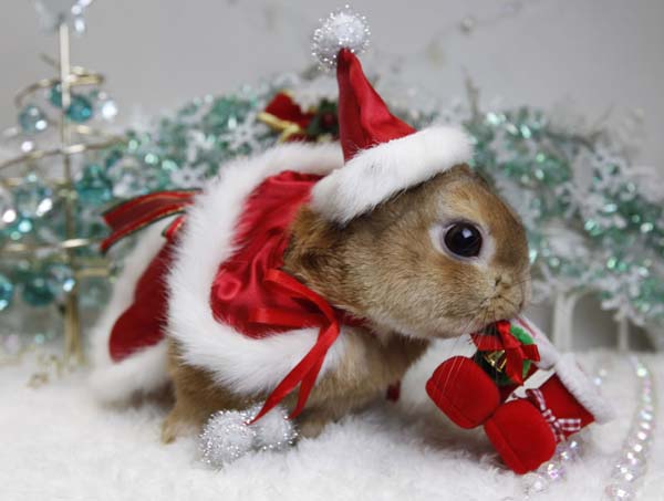 Image   Cute Christmas Animal Bunny Santa Hat Suitjpg   Austin Ally