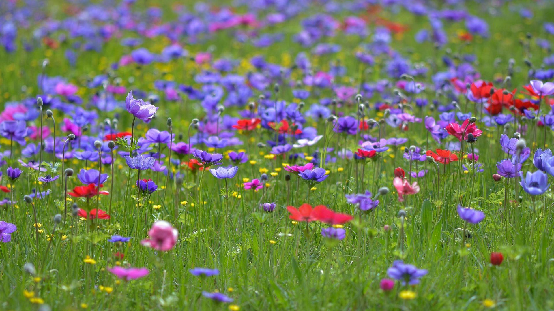 Desktop Wallpaper Wild Colorful Flowers Meadow Sunny Summer HD