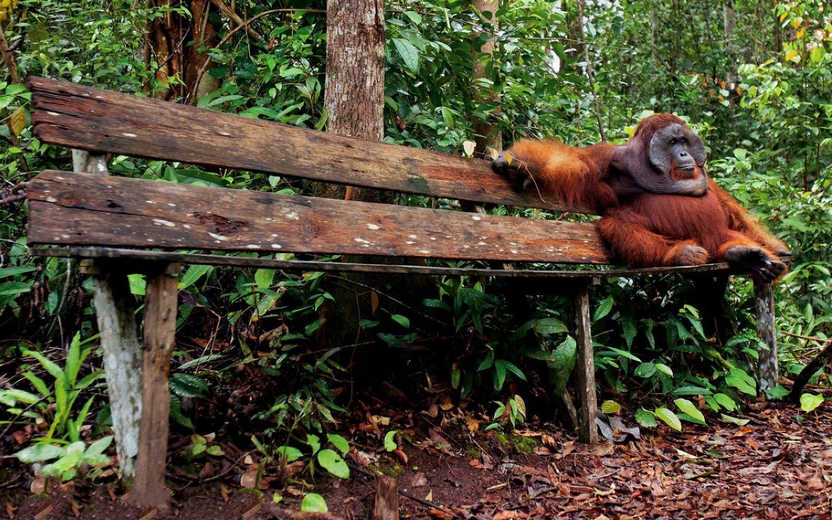 Orangutan HD Wallpaper Background Image