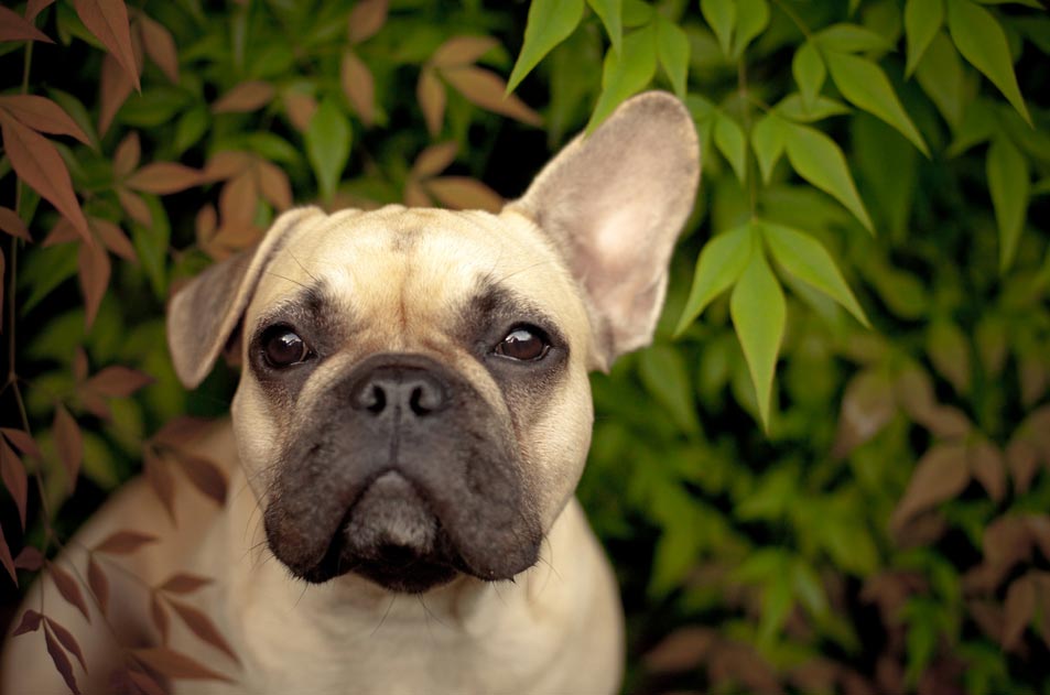 can a french bulldog and a schapendoes be friends