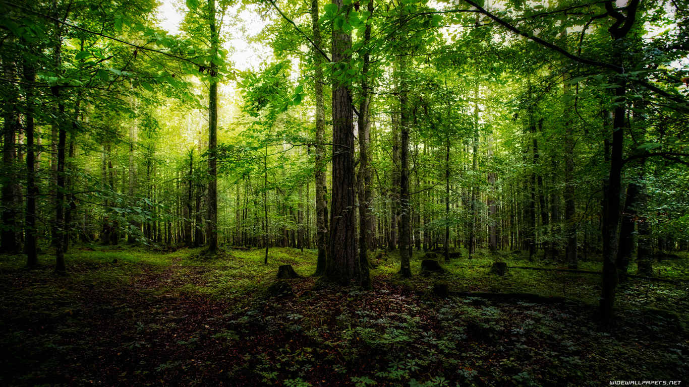 Green forest, forest, 1366x768, green, HD wallpaper