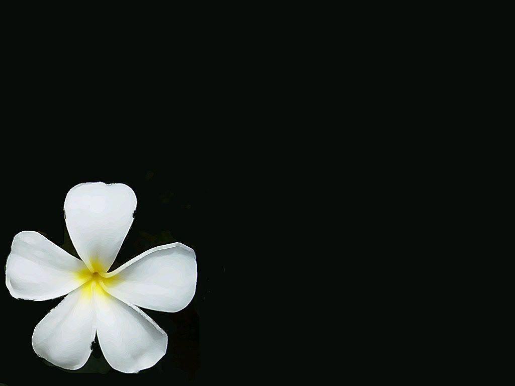 Hawaiian Flower Wallpaper