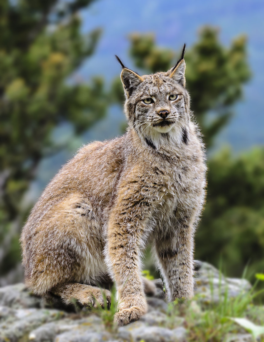 Pet Canadian Lynx HD Wallpaper Background Images